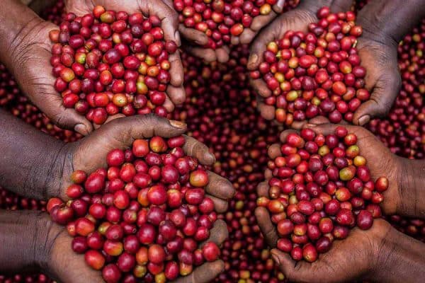 ca-phe-Arabica_1-600x400.jpg