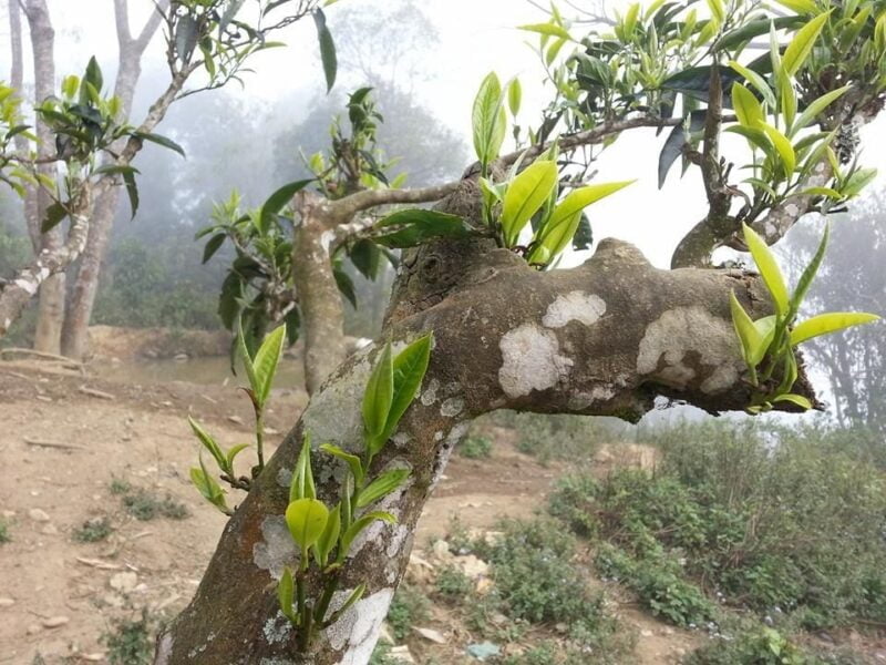 trà shan tuyết trên cánh trà có phủ lớp lông màu bạc như bông tuyết - là một trong các loại trà ngon nhất việt nam