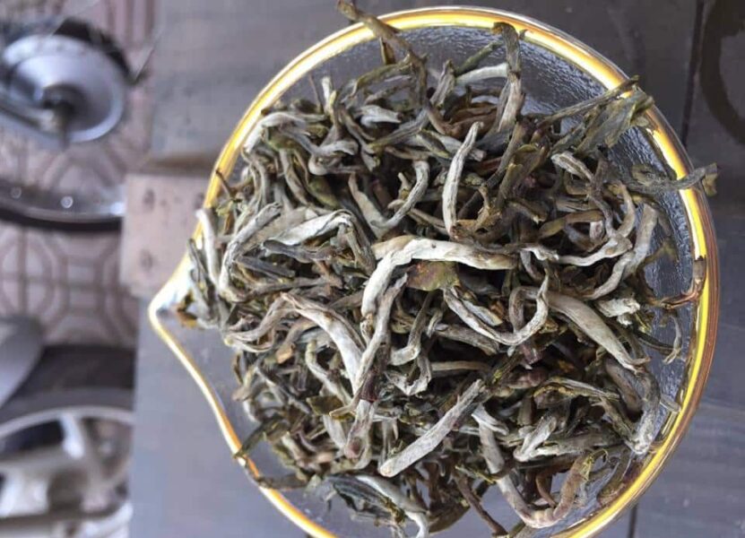 các loại trà ngon khó cưỡng đáng để bạn nếm thử tra shan tuyet ta xua 6 e1665476593771