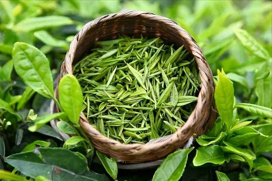 trà đinh tân cương thái nguyên được xem là một trong các loại trà thơm thượng hạng của việt nam