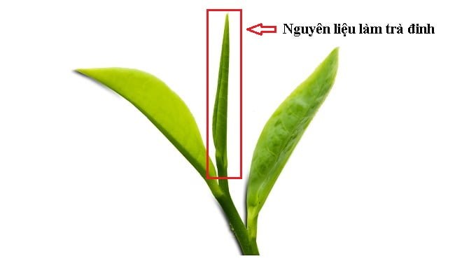 các loại trà ngon khó cưỡng đáng để bạn nếm thử tra dinh tan cuong 23